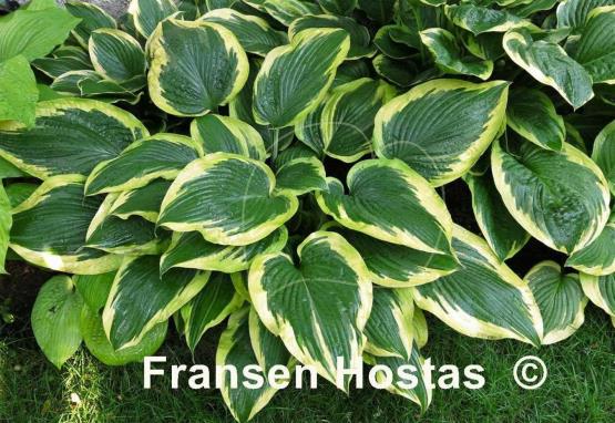 Hosta Lakeside Shockwave